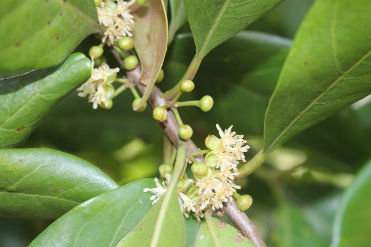 Litsea ovalifolia (Wight) Trimen